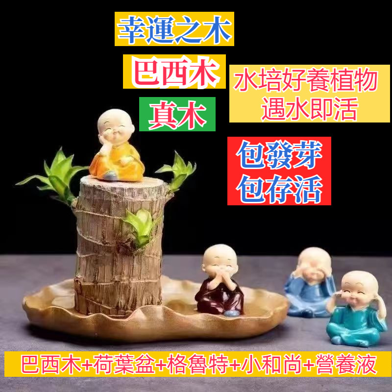 【台灣發貨】進口真木 巴西木 幸運木 格魯特 巴西木營養液 水培植物 植物幸運木 養不死盆栽 室內好養懶人花卉綠植盆栽