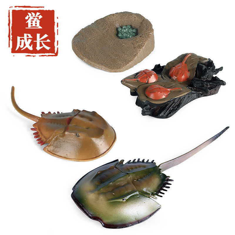 ❤樂樂屋❤仿真動物模型迷你小動物中華鱟成長週期鮭魚海龜成長週期玩具