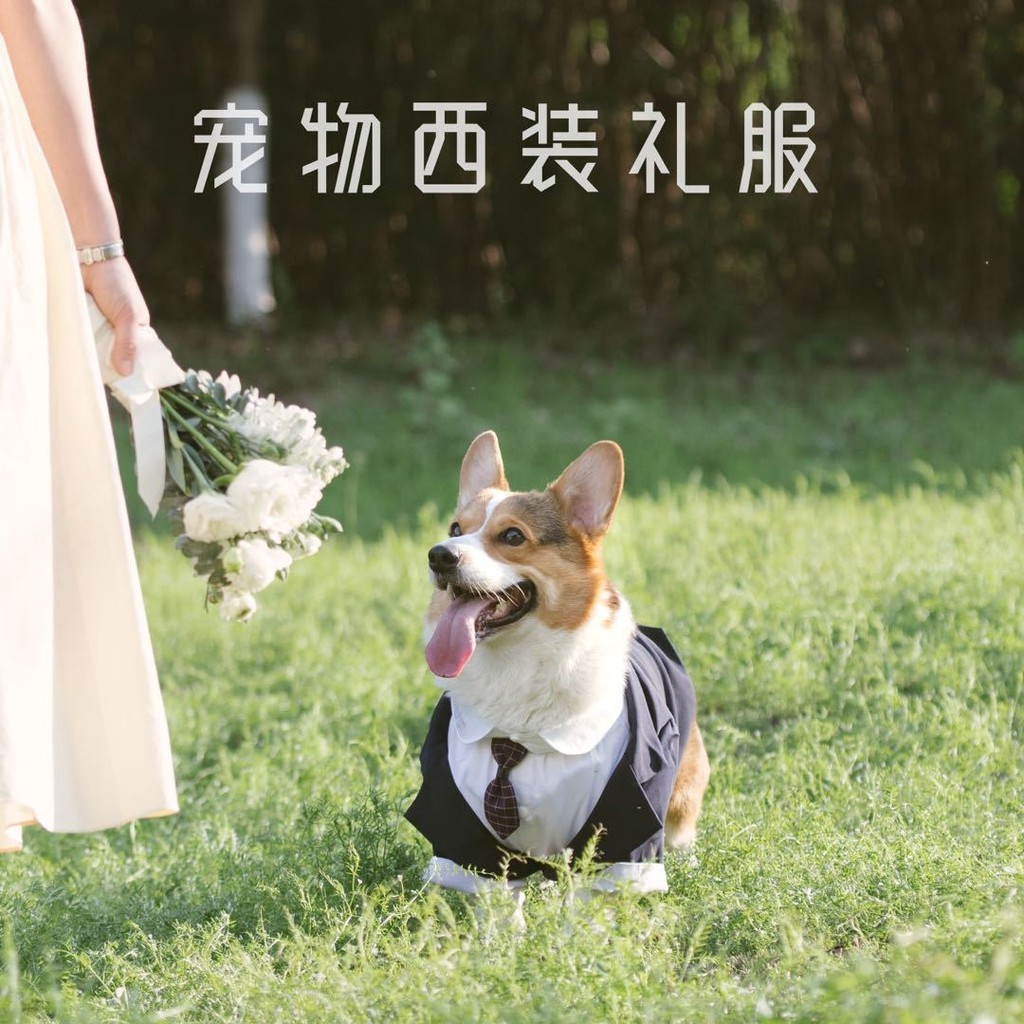 狗狗帥氣西裝禮服 結婚拍照寵物裝扮 假兩件套裝網紅款柯基柴犬
