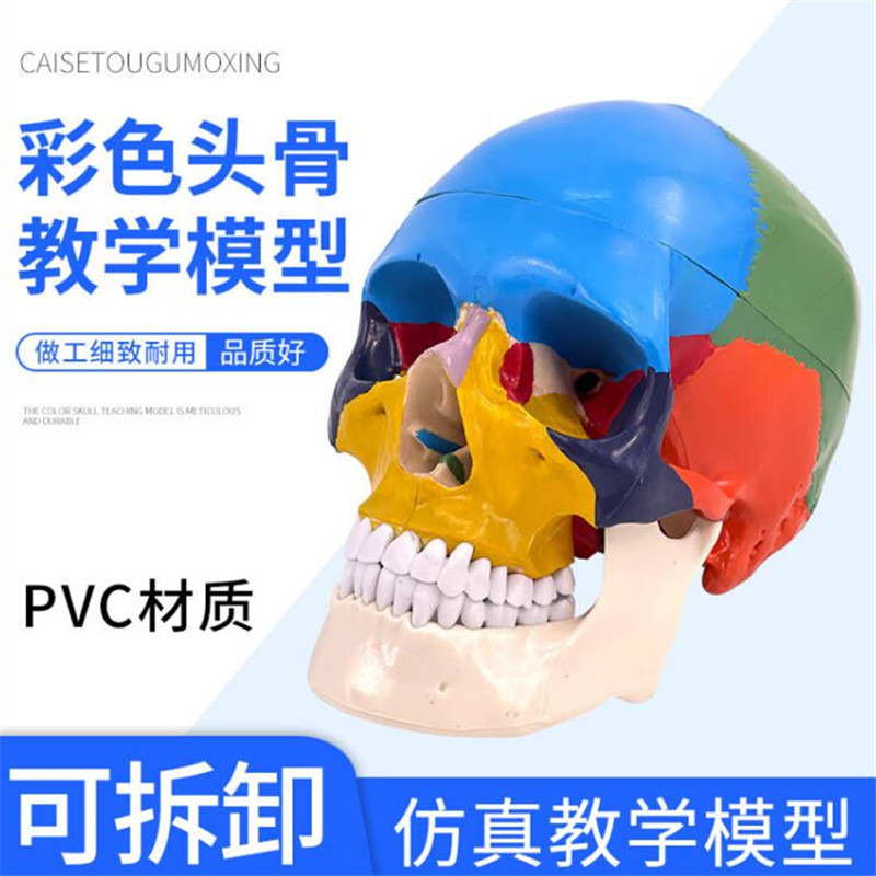美術醫學藝用頭骨模型 標準彩色分區骷髏頭頭骨 頭顱骨標本模型 人體器官玩具 人體玩具 兒童益智玩具 人體構器官模型