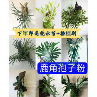 【鹿角蕨孢子粉】珍妮鹿角蕨 鹿角蕨種子 猴腦鹿角蕨 亞猴鹿角蕨 苔蘚孢子粉 鹿角蕨上板 室內裝飾植物 盆栽細菌鹿角蕨