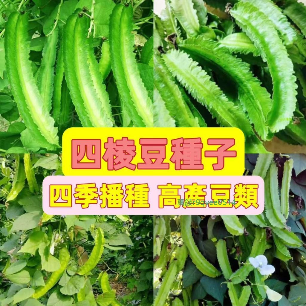 【四棱豆種子】皇帝豆種子 四角豆 蔬菜種子 四季豆種子 龍豆 四邊菱豆 爬藤豆 四季種植 陽台種植 菜市場買不到