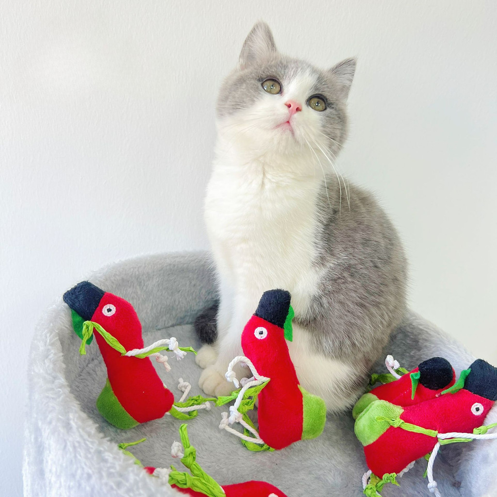 紅鸚鵡玩具貓玩具互動逗貓走路玩具寵物用品批發
