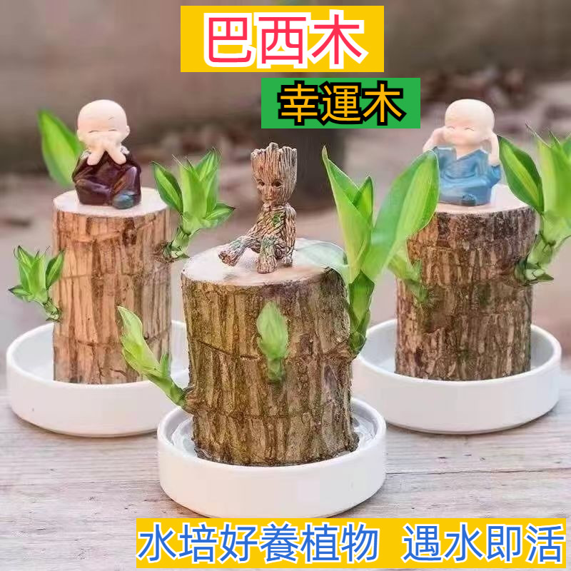 【台灣發貨】巴西木 開花 水養 格魯特小木人 室內水培好養植物 幸運木 花卉 綠植 盆栽 真木 栽培