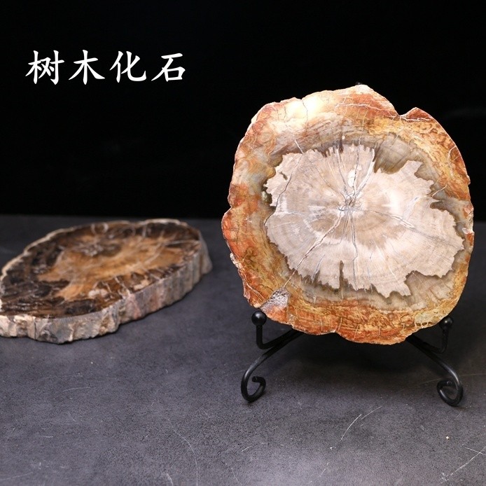 [店鋪新款]*天然木化石原石切片木化石擺件造景石觀賞家居擺飾水晶