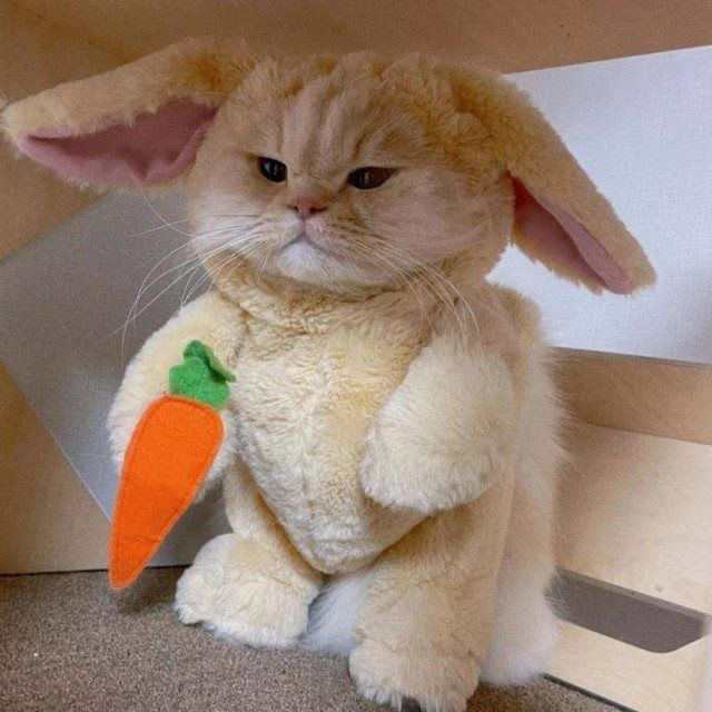貓咪兔子頭套耳朵貓帽子可愛搞怪裝扮服飾裝飾萌寵物變裝