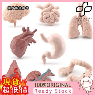 [媽咪寶貝] 模擬兒童科教人體器官模型腦心臟肺肝臟胃大腸小腸腎臟擺件