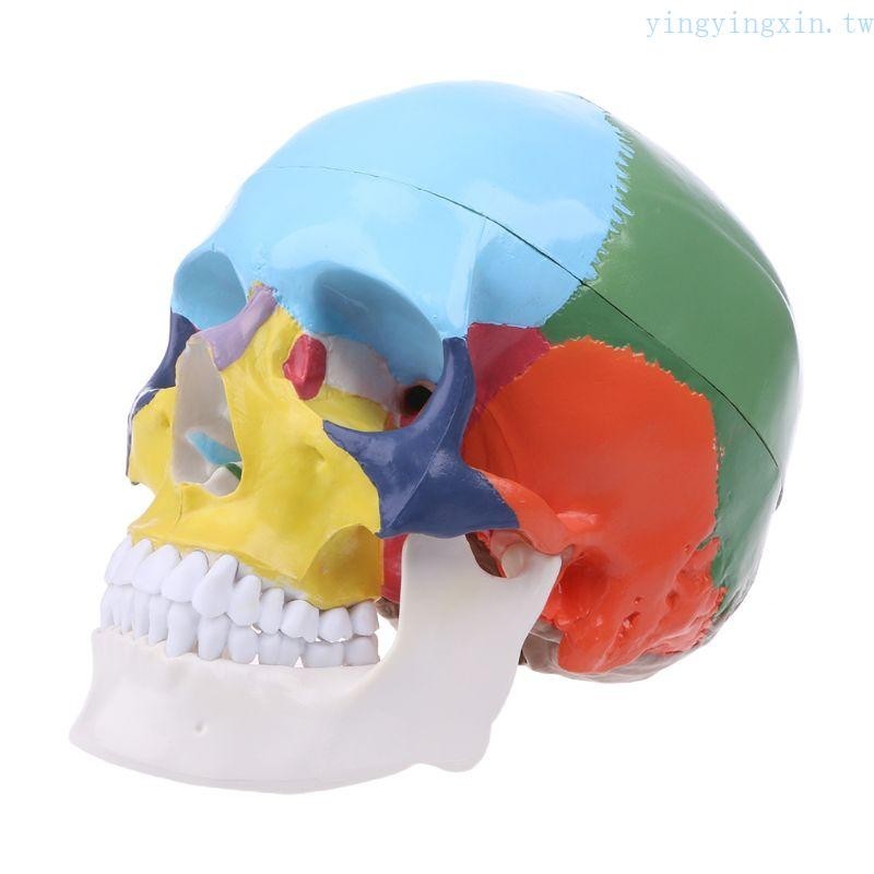 Yx 真人大小彩色人體頭骨模型解剖解剖醫學教學骨架