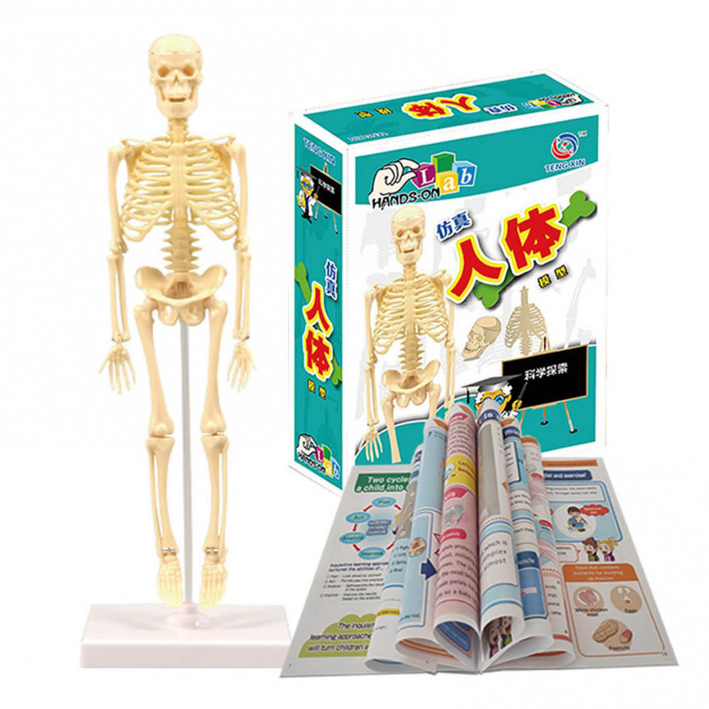 人體骨骼模型 迷你科學解剖人體骨骼模型 活動手臂和腿部 學習人體骨骼系統基本細節 家庭和學校教育道具