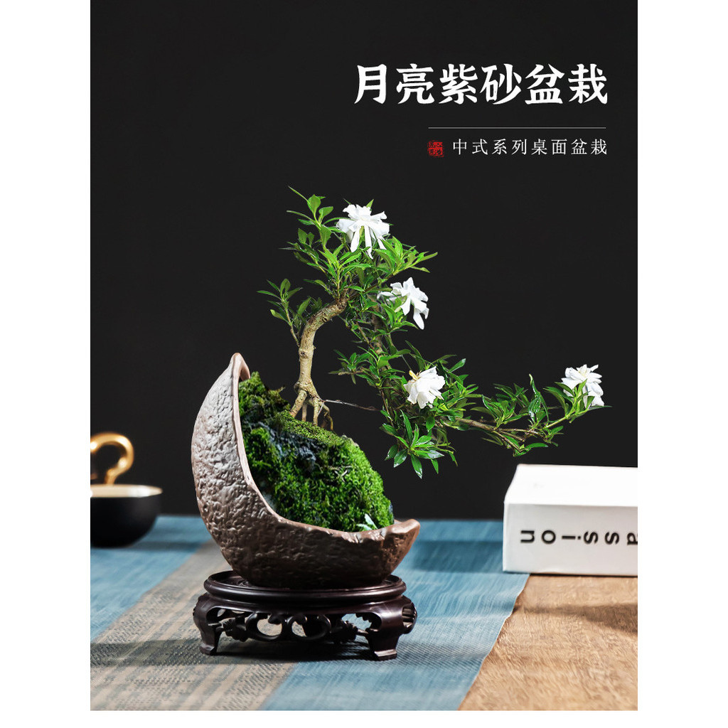 中式紫砂創意個性花盆六月雪福建茶小老樁綠植盆家用客廳桌面擺件