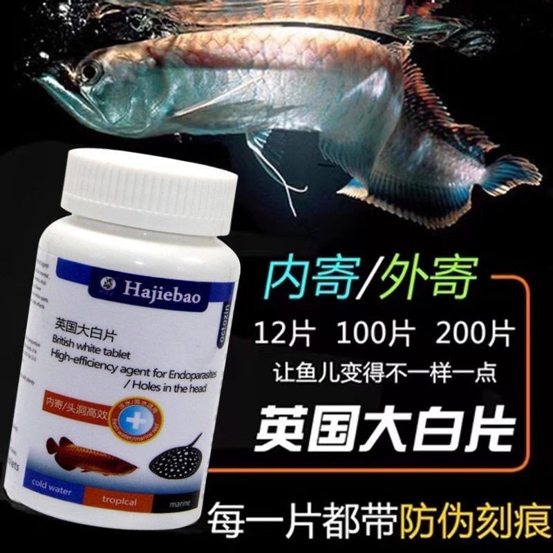 正品 英國 大白 片魚 羅漢 鸚鵡 頭洞 凸眼 龍魚 七彩 埃及 內外 寄腸 炎腹 水