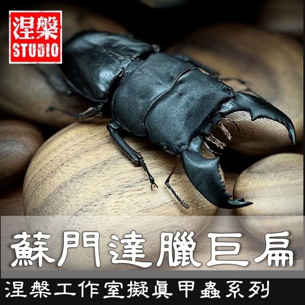 🔥現貨🔥蘇門答臘巨扁鍬形蟲模型 涅槃工作室 甲蟲 昆蟲 鍬形蟲 擬真模型 擺飾 磁鐵《弘名文具》