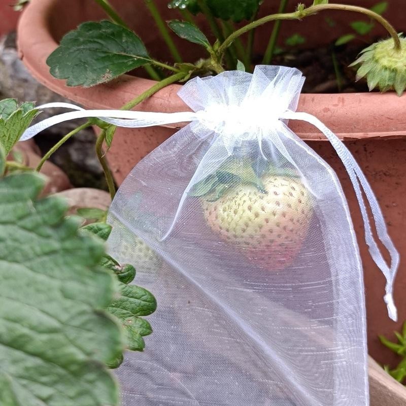 🚚免運🚚 ♞水果套袋果實網袋番茄葡萄無花果草莓防蟲防鳥保護袋透氣網套小型