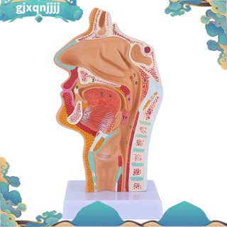 鼻腔喉解剖模型人體解剖醫藥larynx模型學生學習展示教學gjxqnjjjj