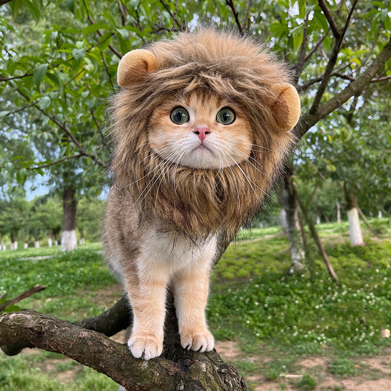 貓咪頭套 網紅寵物貓咪獅子頭套 貓咪打扮用品 裝飾用品 逗貓 寵物帽子搞怪頭飾裝扮