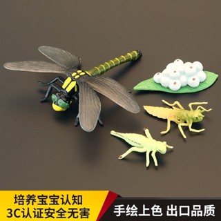 下殺模擬崑蟲蜻蜓生長週期動物全套模型手工實心兒童玩具模型擺件敎具