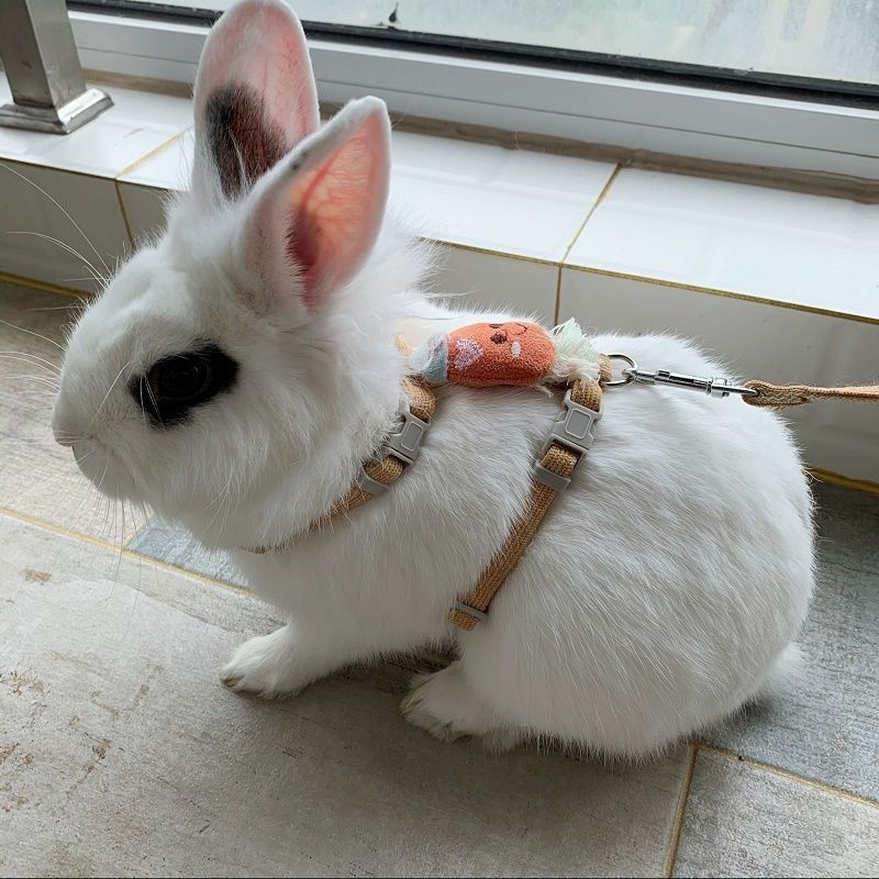 兔子牽引繩兔兔外出的繩子神器寵物專用遛兔繩溜兔繩防掙脫可調整#0405