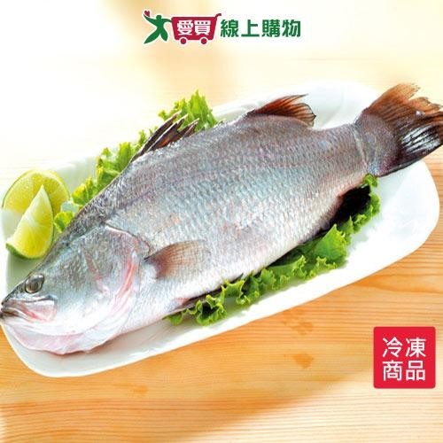 台灣金目鱸魚500~600G/尾【愛買冷凍】