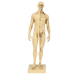 人體模型樹脂人體肌肉模型素描教學繪圖人體