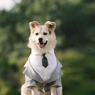 寵物結婚首選西裝狗狗禮服燕尾服結婚假兩件套帶領帶套裝柯基柴