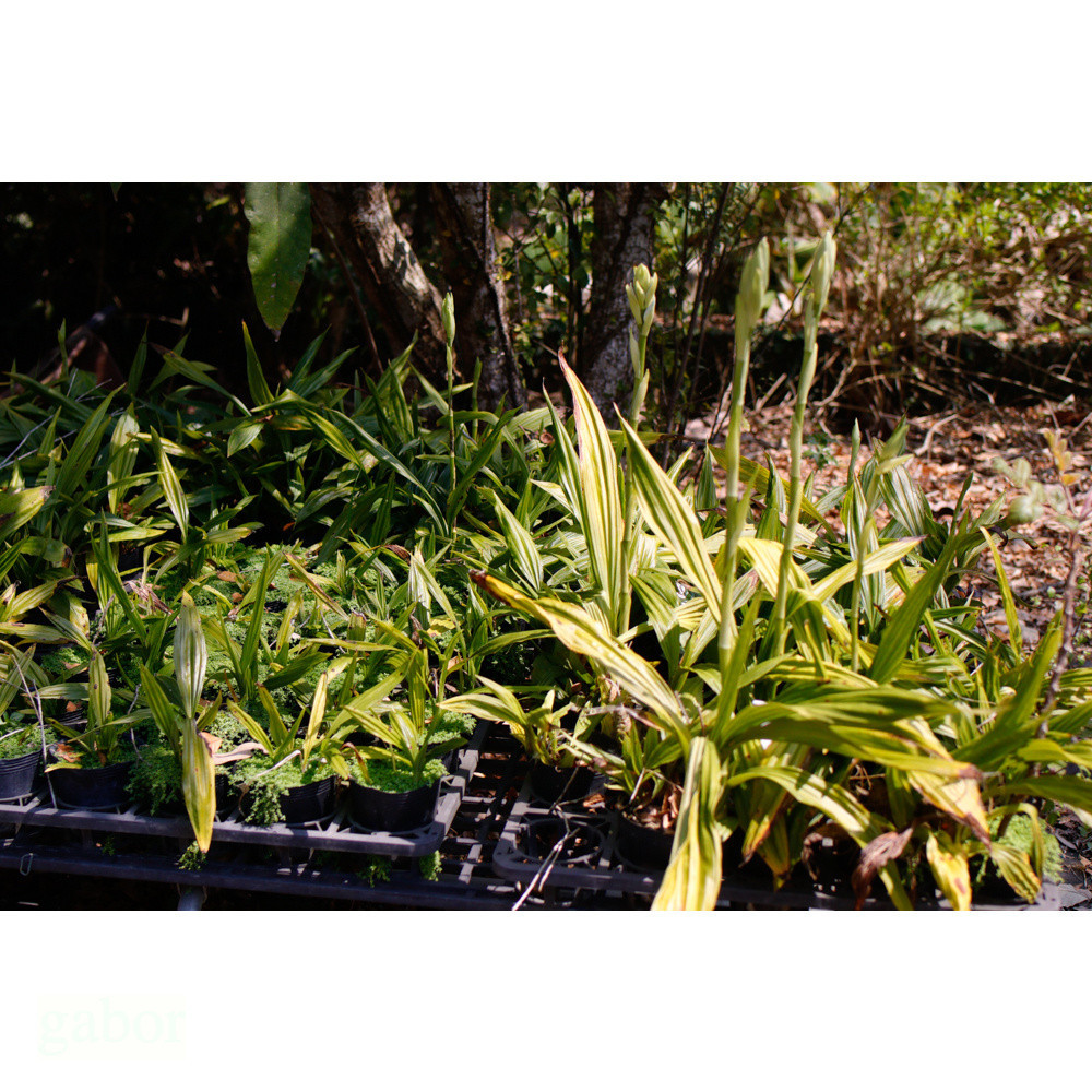 鶴頂蘭(白花) 野生蘭花 耐陰 稀有植物