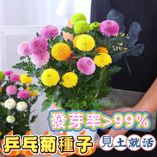 臺灣現貨 速發【乒乓菊種子】小雛菊種子 菊花籽 洋甘菊 籽 四季開花 陽臺盆栽植物花卉種子 花卉盆栽