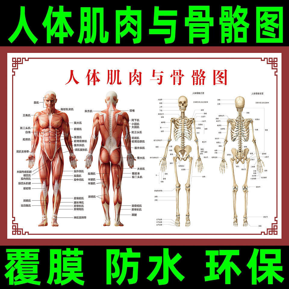 3.7 人體穴位圖 人體肌肉解剖圖掛圖人體內臟結構圖全身器官分佈穴位圖人體骨骼圖