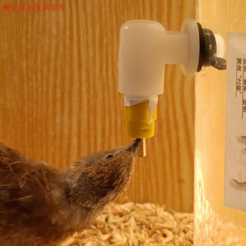 【熱賣】蘆丁雞餵食器飲水器保溫養殖箱鵪鶉飼料下料器自動
