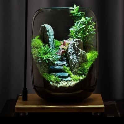 、新款懶人桌面苔蘚微景觀創意辦公室植物玻璃生命之樹造景生態瓶