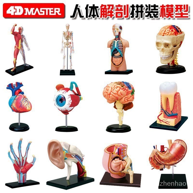【In stock】4D MASTER 益智拼裝玩具 人體各器官拼裝模型 內臟心臟頭骨眼球耳道大腦手肌肉骨架妊娠牙齒器官