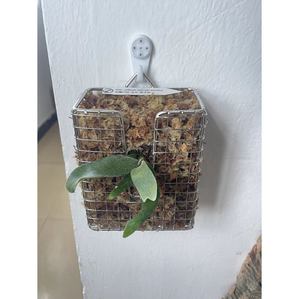 鹿角蕨 蝴蝶蘭 空鳳 牆上 不鏽鋼 牆面 板 框 籃