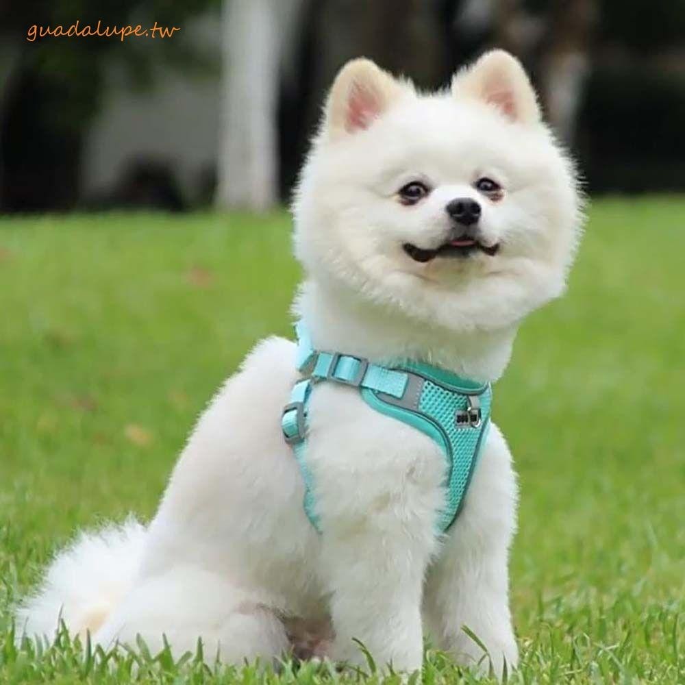 GUADALUPE寵物胸帶耐磨可調適用於中小型和大型狗安全戶外步行網布狗吊帶背心