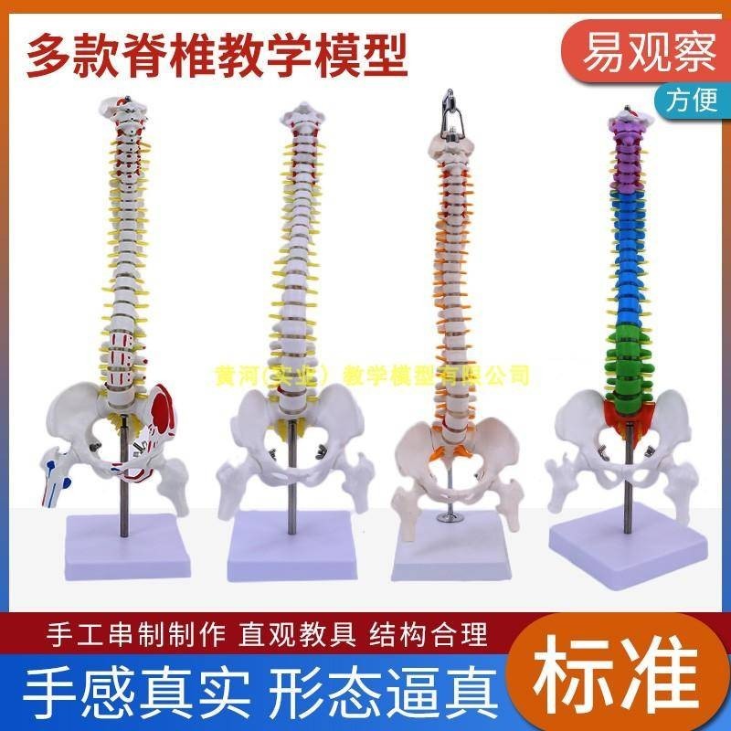 【教學模型】45CM懸掛式軟腰椎脊椎模型 帶骨盆及神經根 半股骨模型.K8