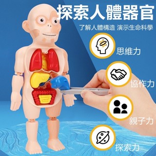 台灣現貨🍊 人體器官模型 人體構造 人體器官玩具 人體器官模型 身體器官 兒童科教 兒童玩具 模型玩具 早教玩具