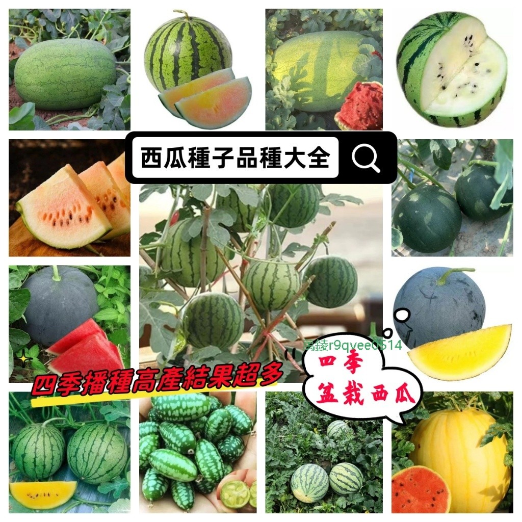 👍✔【西瓜種子】盆栽西瓜 鳳梨西瓜 四季盆栽 水果種子 無籽西瓜 麒麟西瓜 拇指西瓜 冰淇淋西瓜 巨無霸西瓜 高產水果