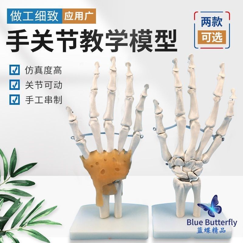 好品質人體手骨 手關節附韌帶模型 人體手指骨骼模型 手部手掌骨骼模型