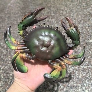 模擬螃蟹模型假大閘蟹青蟹海洋動物立體擺件兒童認知玩具魚池裝飾