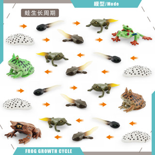 ★限時熱銷★模擬青蛙紅眼蛙角蛙三角枯葉蛙成長生命週期模型科教認知兒童玩具兒童禮物