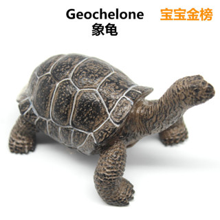 🌈兒童模擬兩棲動物烏龜模型玩具象龜實心靜態海洋生物益智科教玩具