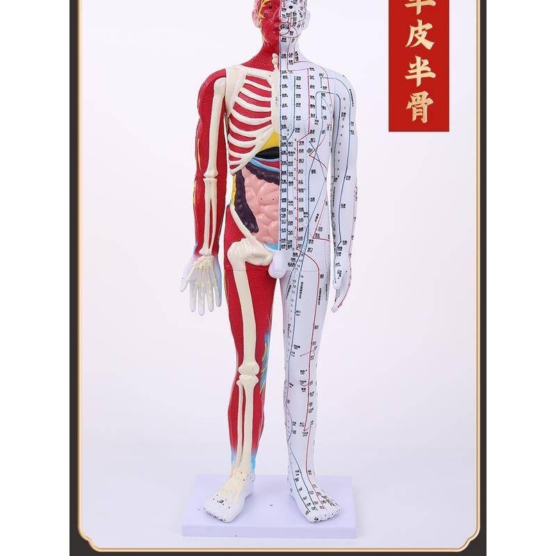 { 教學模型 }60 85CM中醫鍼灸穴位人體模型十二經絡圖穴位銅人半肌肉骨骼內臟.K8