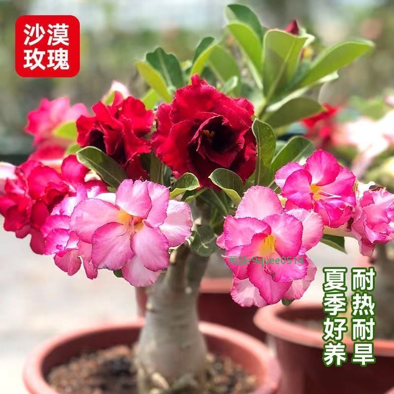 現貨👍✔【沙漠玫瑰種子】盆栽植物 重瓣沙漠玫瑰種子 風水轉運 門前花卉四季開花庭院室內外陽台好養花卉綠植名貴品種四季播種