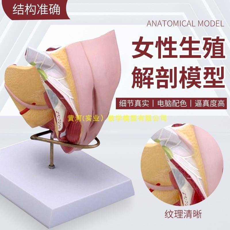 【教學模型】女性內外生殖器解剖模型 子宮輸卵管解剖 女性生殖健康示教模型.K8