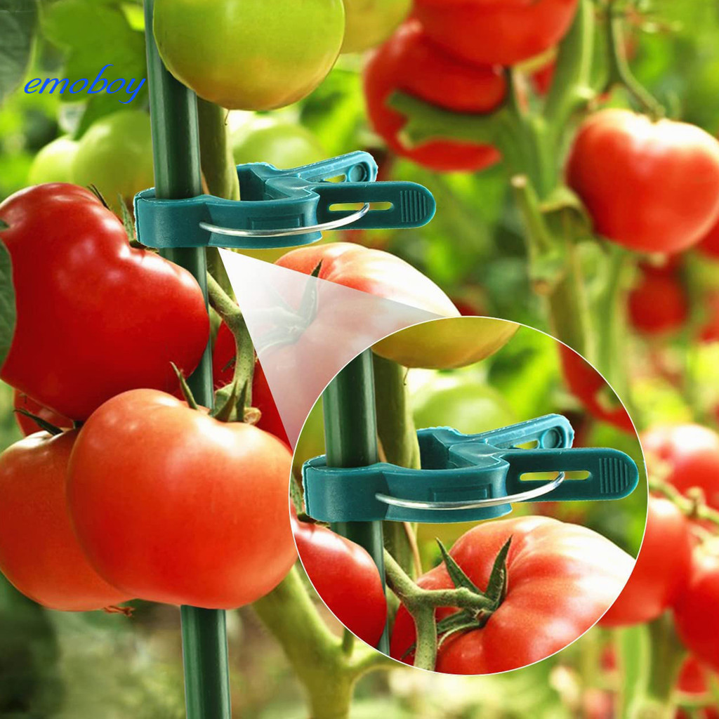 Emoboy 100 件植物支撐夾易於操作的番茄夾塑料固定夾用於花園格子植物保護嫁接園藝攀緣植物