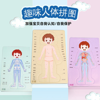 🌈steam科技小製作DIY人體器官消化系統拼圖KT內臟拼圖模型科學實驗材料