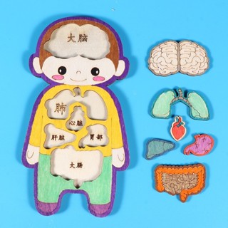 人體模型 人體探索拚裝模型 人體模型 兒童認識身體模型 科普 益智敎具 幼兒園敎具 科學區材料 兒童益智玩具 14E1