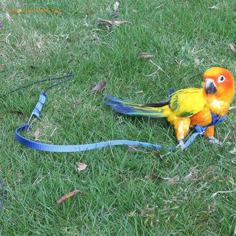 GUADALUPE鸚鵡套有用的1件戶外訓練玩具防咬可調鳥類用品寵物訓練繩