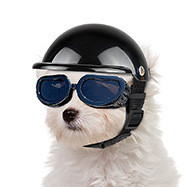 【速發】寵物用品 寵物頭盔 新款機車安全帽 狗狗貓咪配飾  狗狗帽子頭飾  寵物耍帥