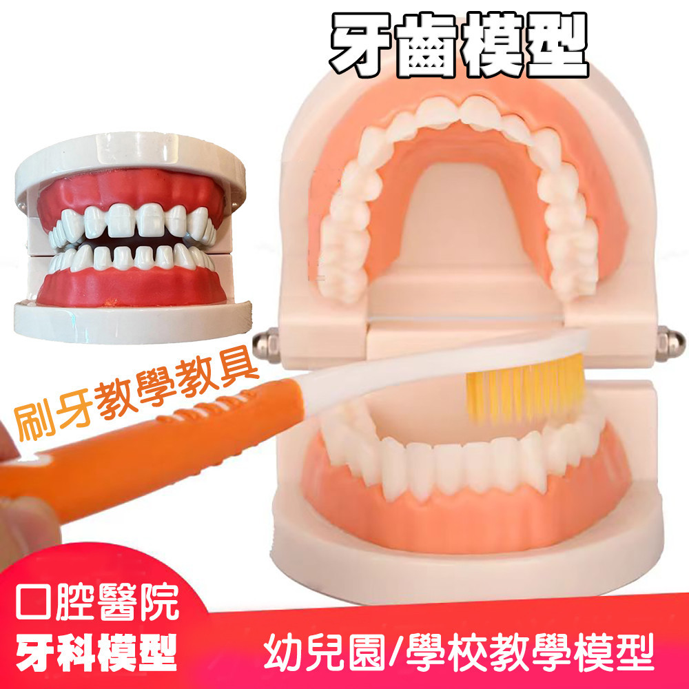 台灣現貨 刷牙教學齒模 牙科標準牙模型 牙齒模型 牙模教學 幼兒園刷牙練習 口腔模型 牙醫 學校教學好道具 牙齒教具
