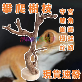 【爬蟲樹枝】守宮 睫角 蜥蜴 樹蛙 蛇蟒 鸚鵡 攀爬支撐架 天然實木樹棲 爬蟲造景 守宮躲避 守宮飼養 小鳥鸚鵡站樁
