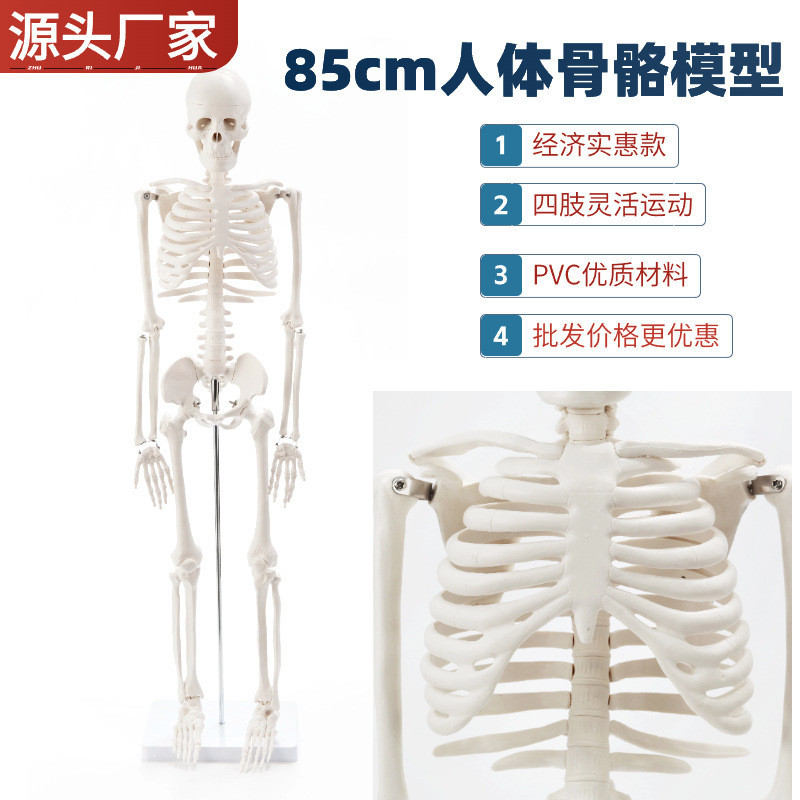 85CM人體骨骼敎學展示 人體骷髏人模型 骨骼脊柱骨骼標本  人體骨骼玩具 人體玩具 益智玩具 人體解剖模型